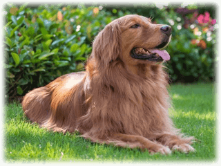 Golden Retriever